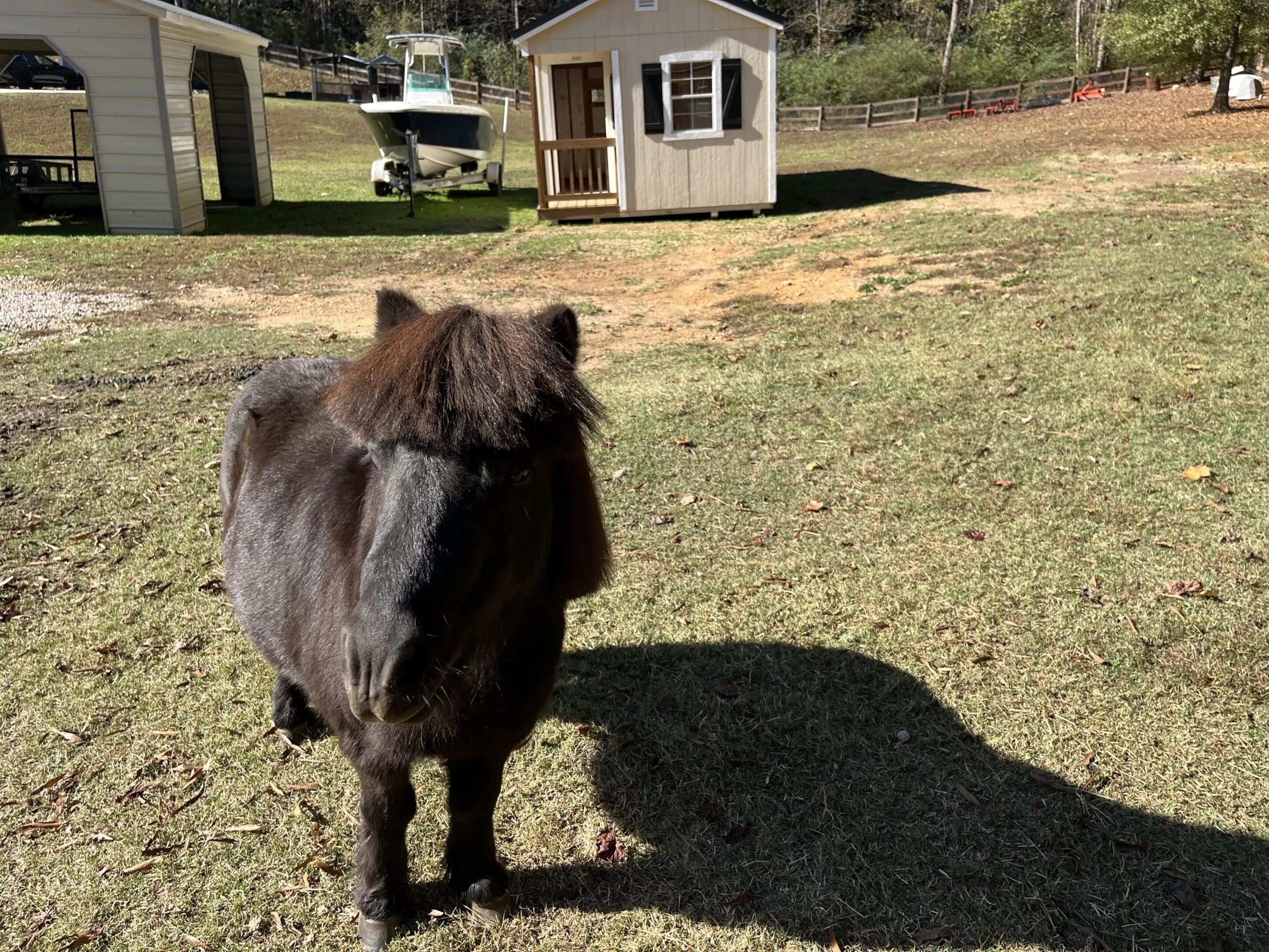 Magic Horse